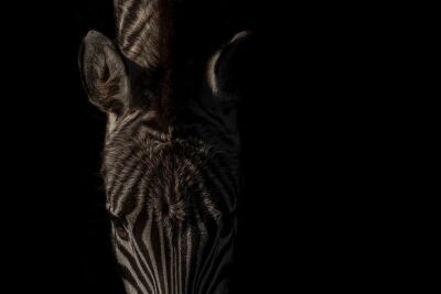 Zebra in Focus - Minimalistisch Lichtspel