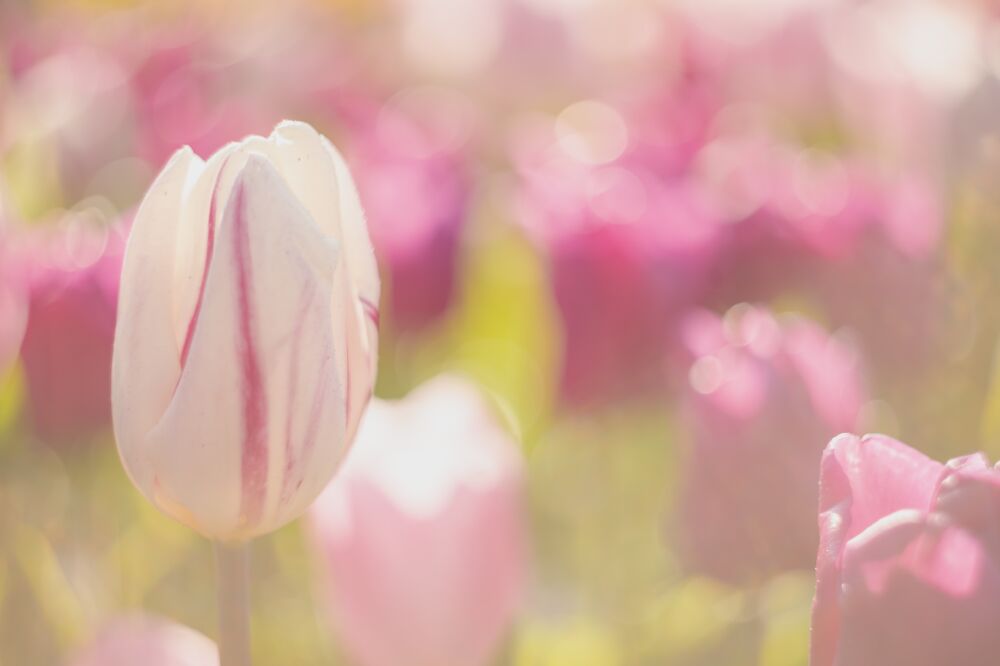 Het zachte ochtendlicht met tulpen