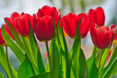 Vrolijk en rood gekleurde rode tulpenbos