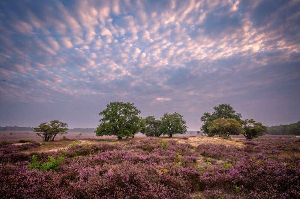 Een mooie zonsopkomst op de hei