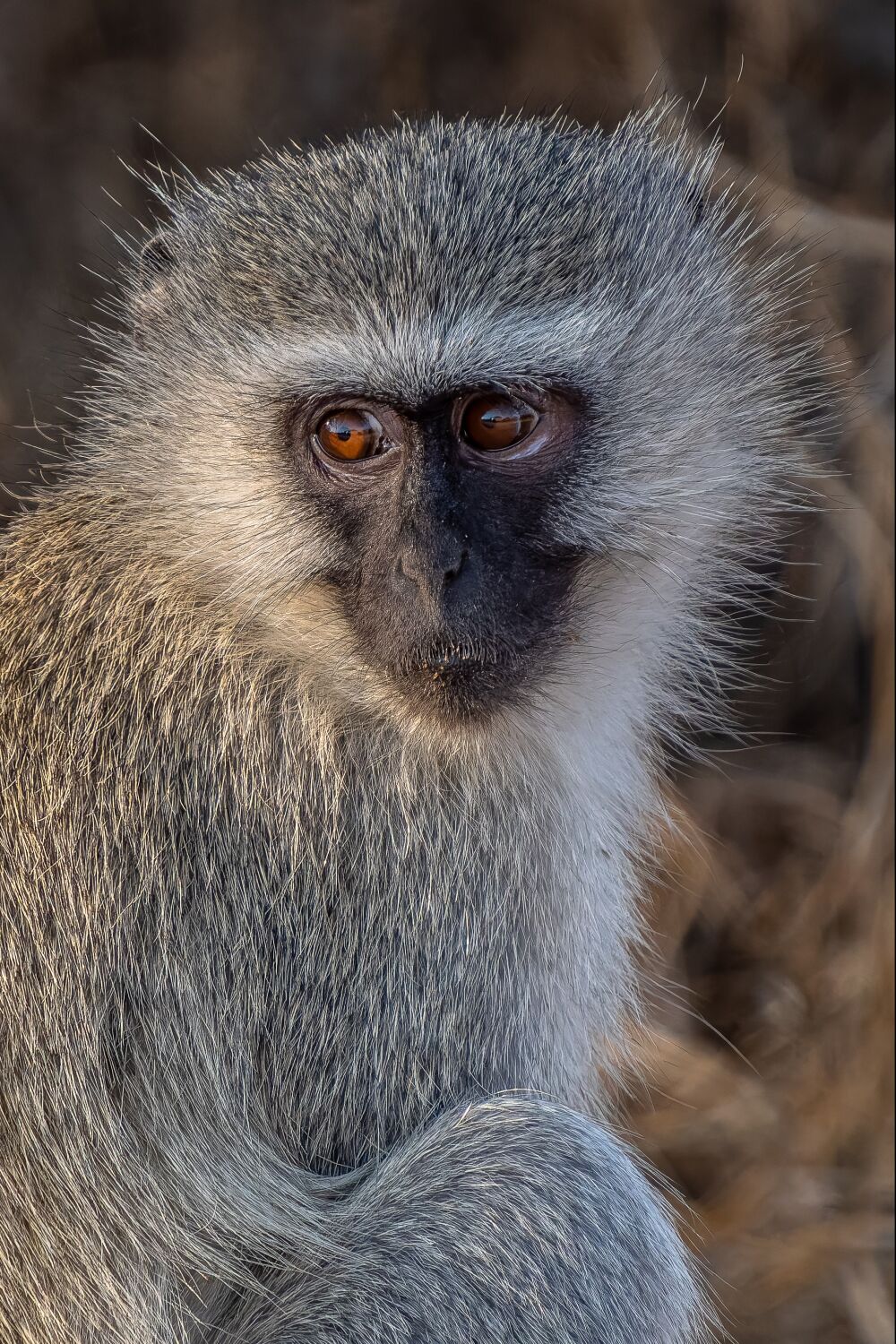 Close-up van een Vervet-aap, Kruger Nationaal Park, Zuid-Afrika