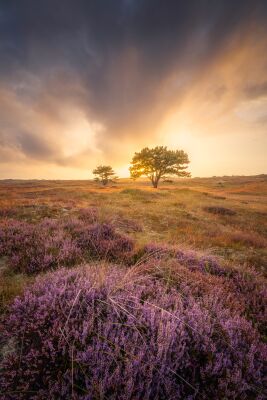 Zonsondergang bij de Grafelijkheidsduinen met paarse heide, Den Helder.