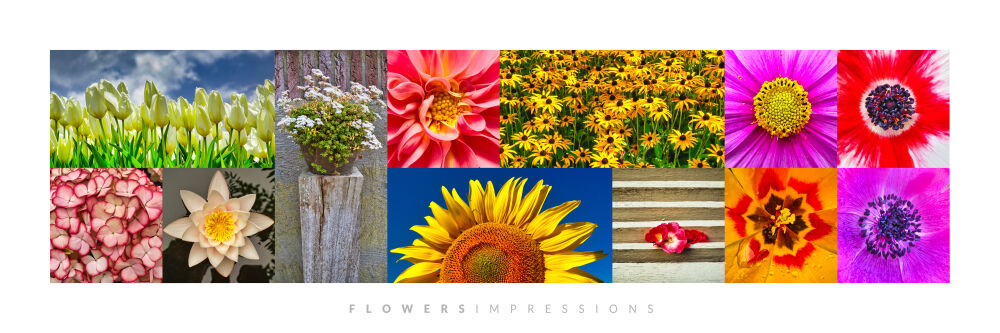 Flowers Impressions