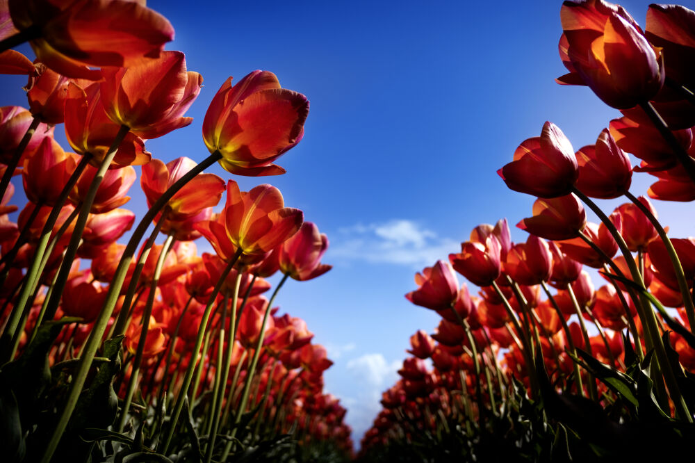 Bloemenveld in de Flevopolder