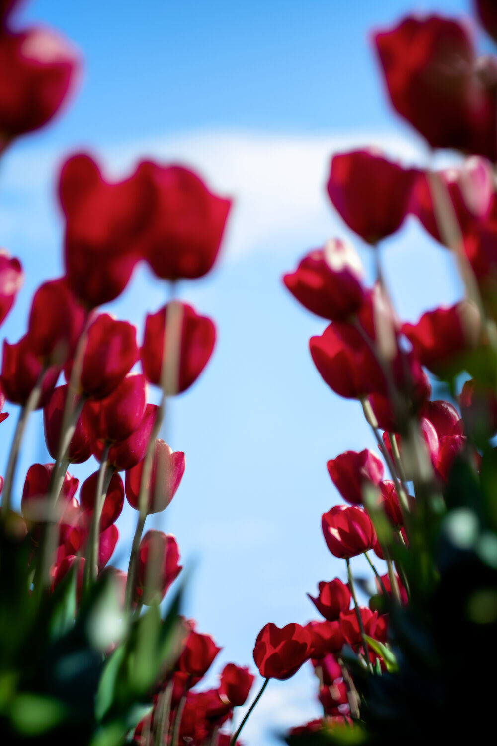 Bloemenveld in de Flevopolder