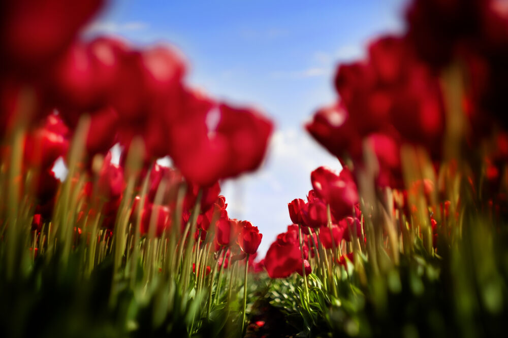 Bloemenveld in de Flevopolder