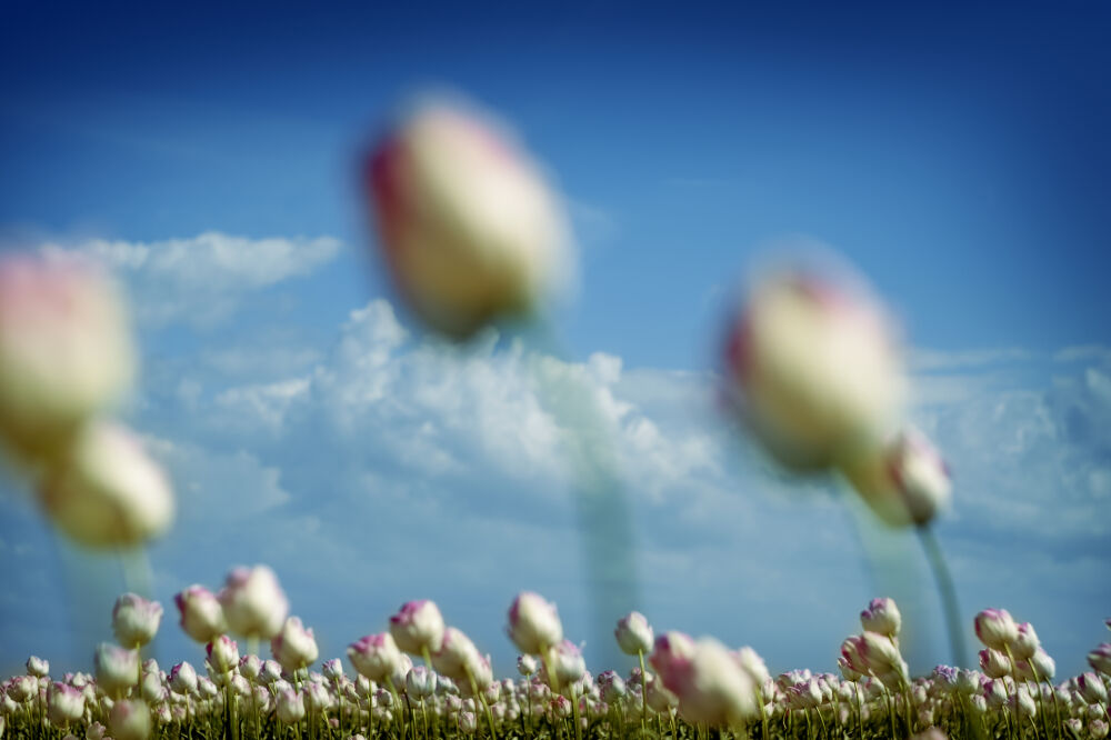 Bloemenveld in de Flevopolder