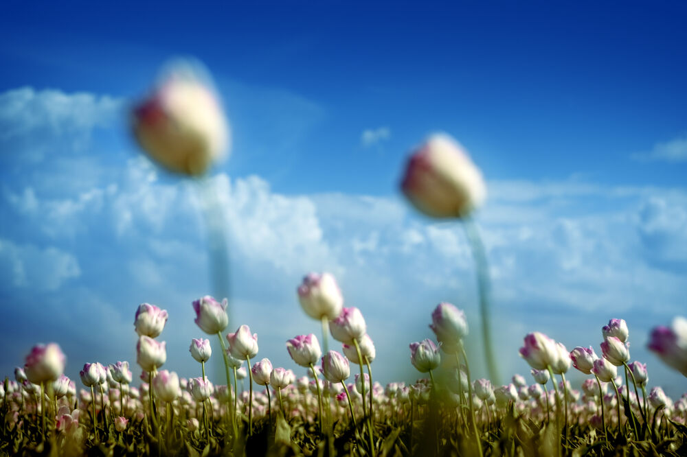 Bloemenveld in de Flevopolder