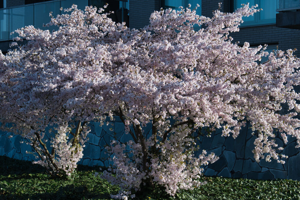 Lente roze bloesem boom