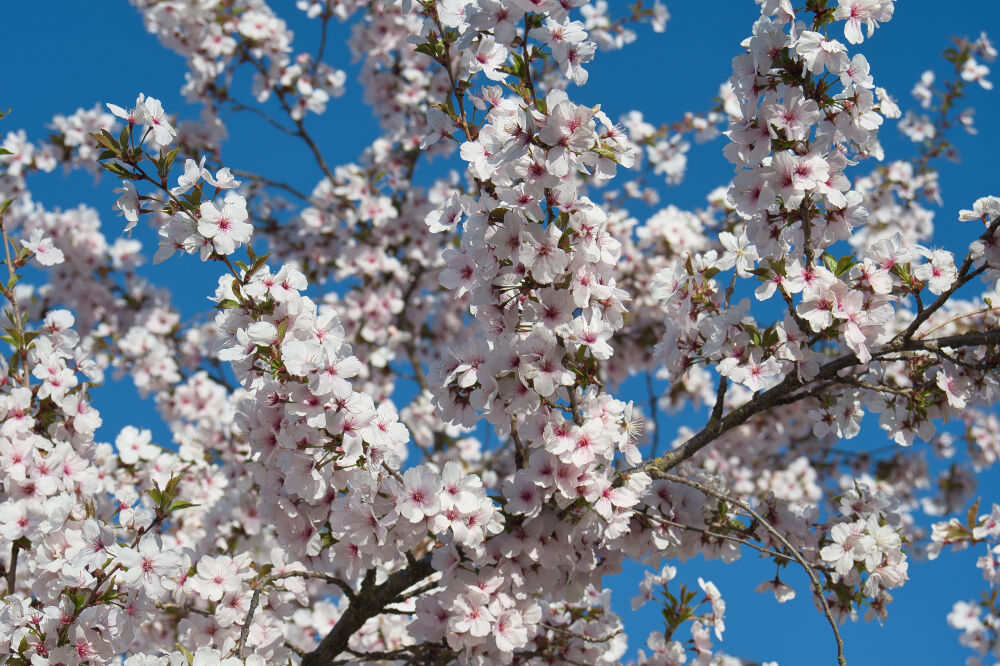 Lente bloesem met een blauwe achtergrond