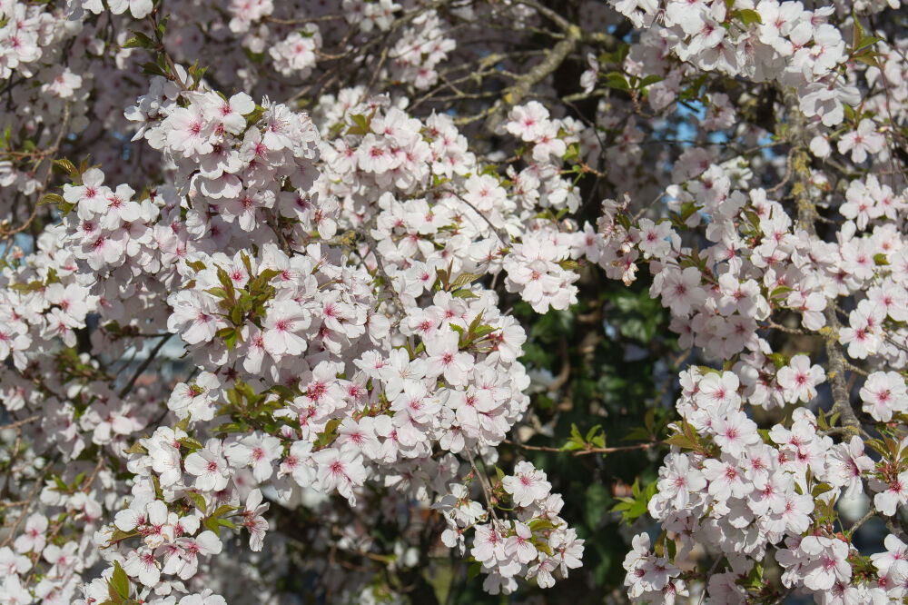 Lente met bloesem