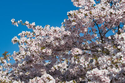 Japanse bloesem in de lente