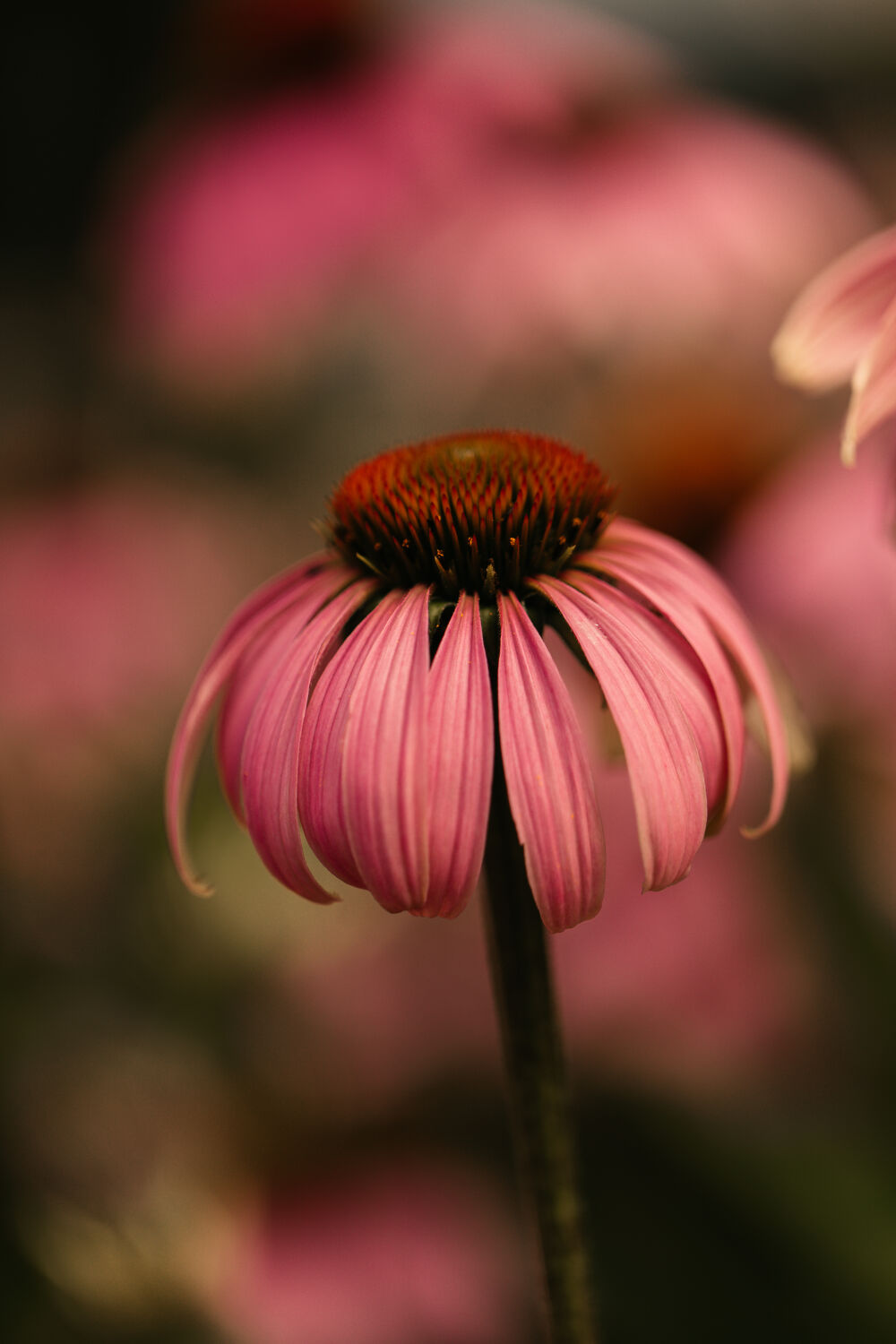 Rode zonnehoed bloem met mooie sfeervolle bewerking