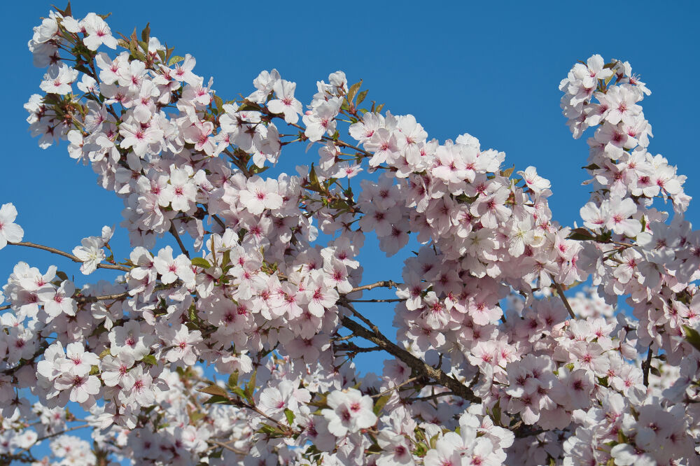 Bloesem in de lente