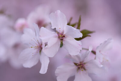 Beleef het lente gevoel met zachtroze bloesem