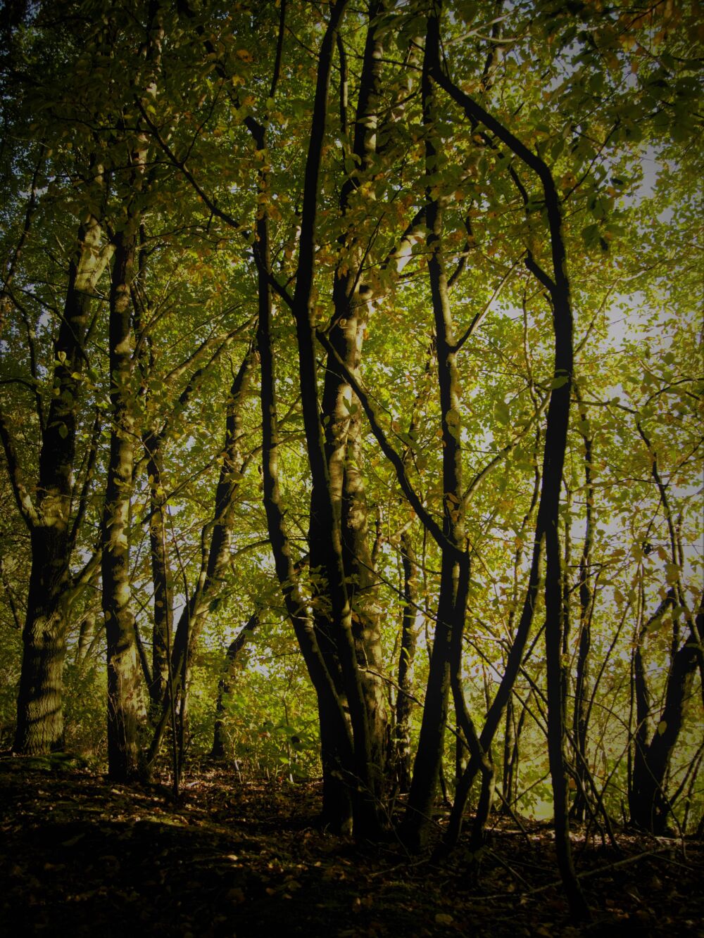 In het bos