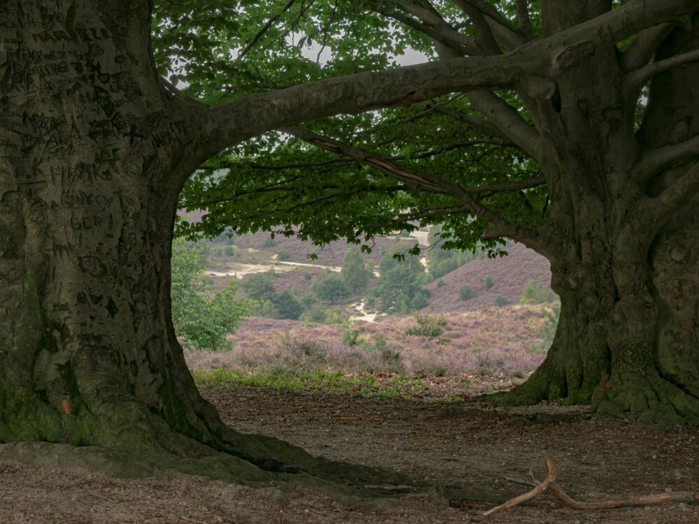 Doorkijkje naar de heide