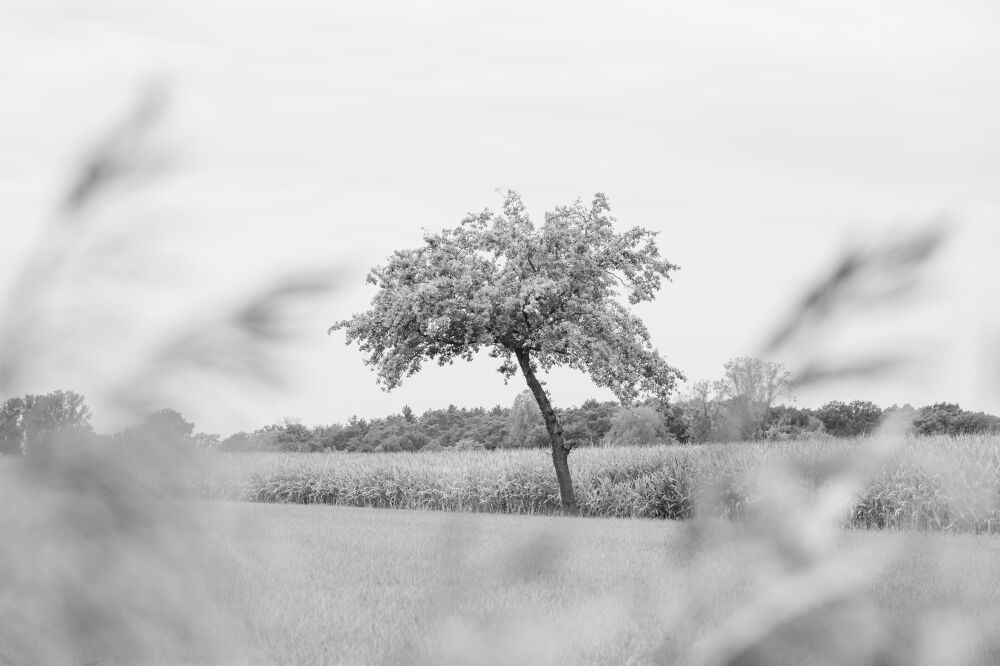 Lonely tree I Belgium