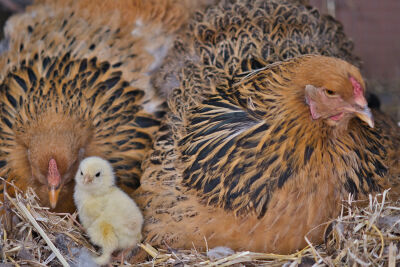 Jong Brahma kuikentje in het nest met moederkloek kip die het kuiken goed in de gaten houd