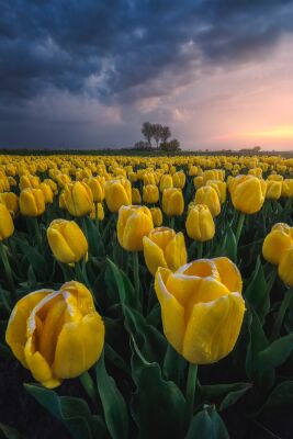 Tulpen in West-Friesland