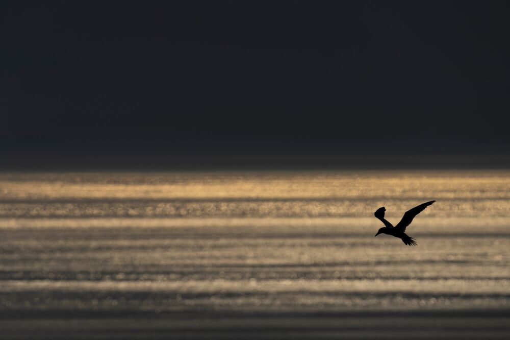 Silhouette Basstölpel mit dunklem Meereshimmel