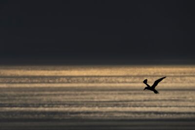 Silhouette of a gannet with dark sea sky