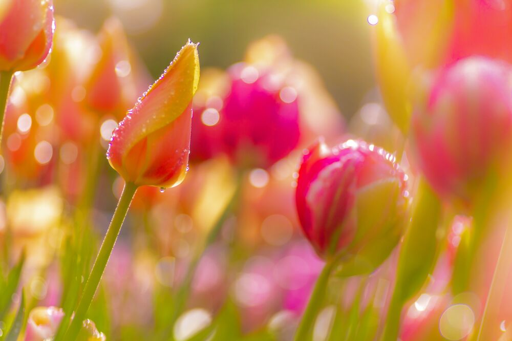 Regendruppels op de tulpen