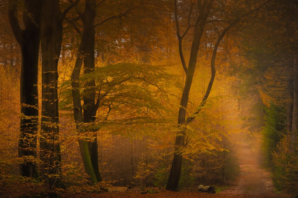 Herfstkleuren tijdens zonsopkomst in het bos