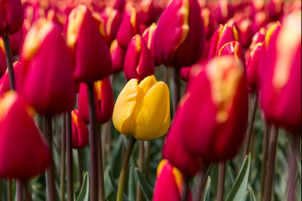 Gele tulp ten midden van rode tulpen