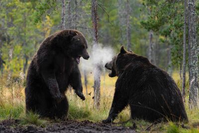 Bear fight