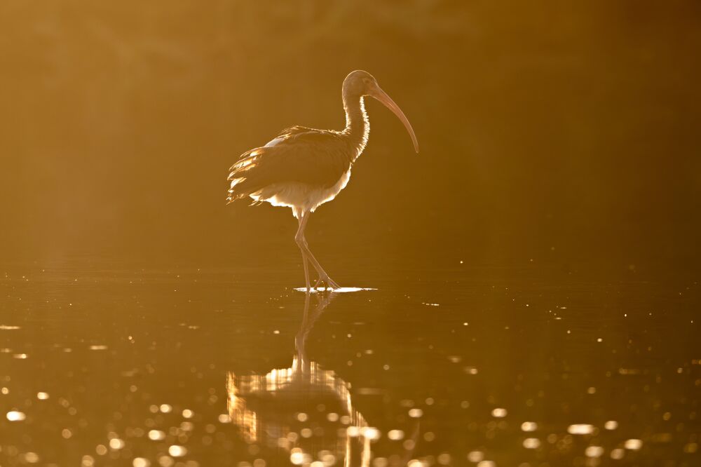 Gouden Stilte - Ibis bij Zonsopgang