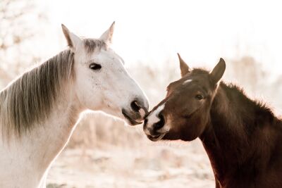 Entwined Gazes Two Horses in Harmony