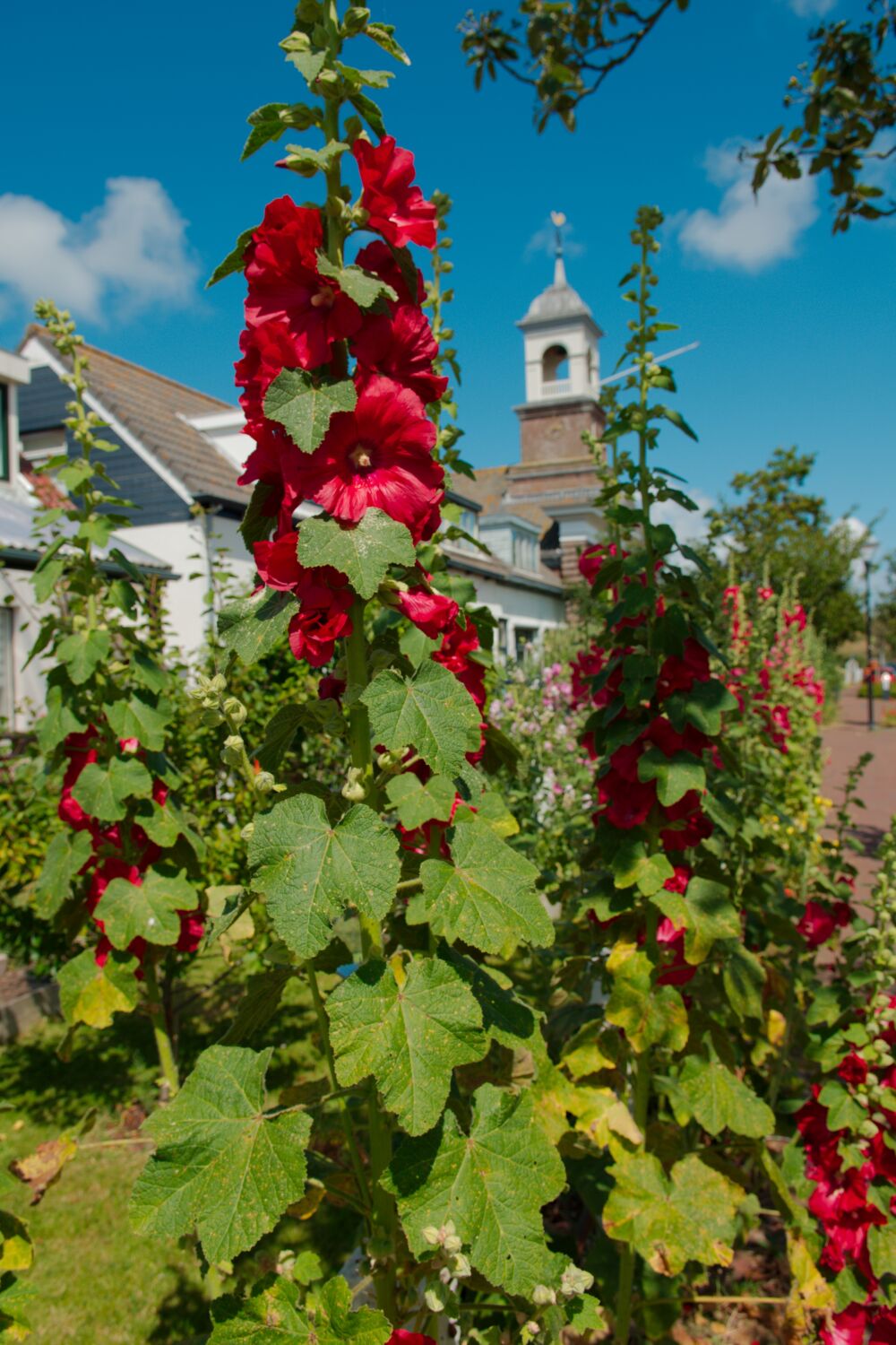 Stokrozen bij de Waddenkerk in De Cocksdorp op Texel