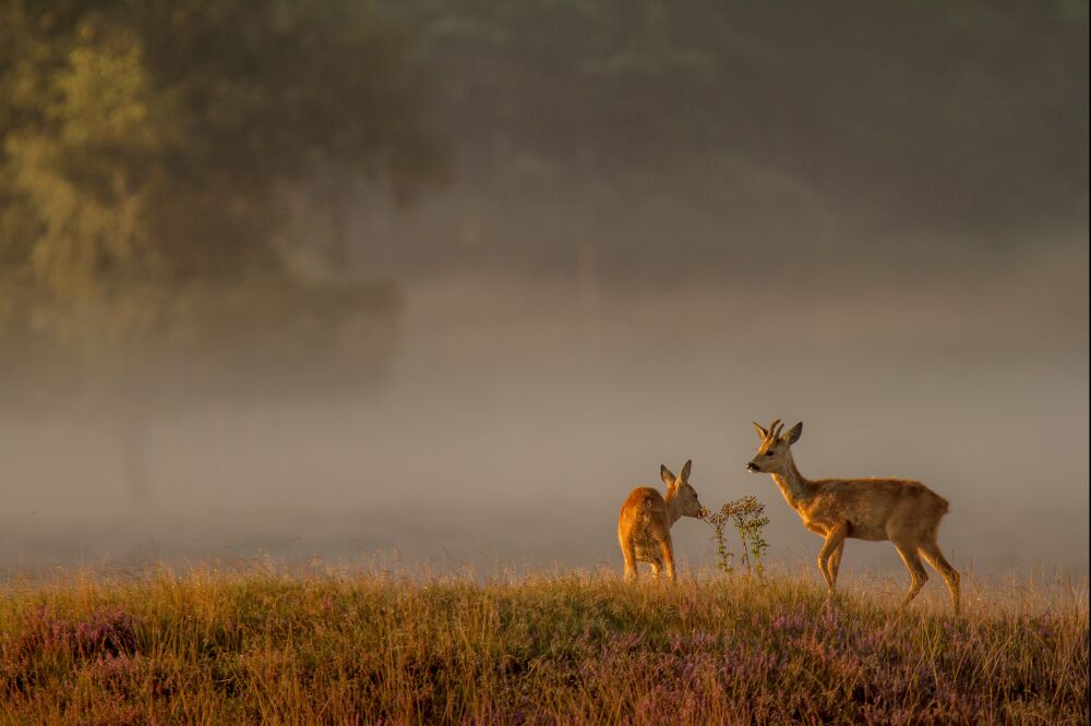 Reeën in een mist landschap