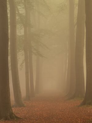 Boslandschap in herfstkleuren