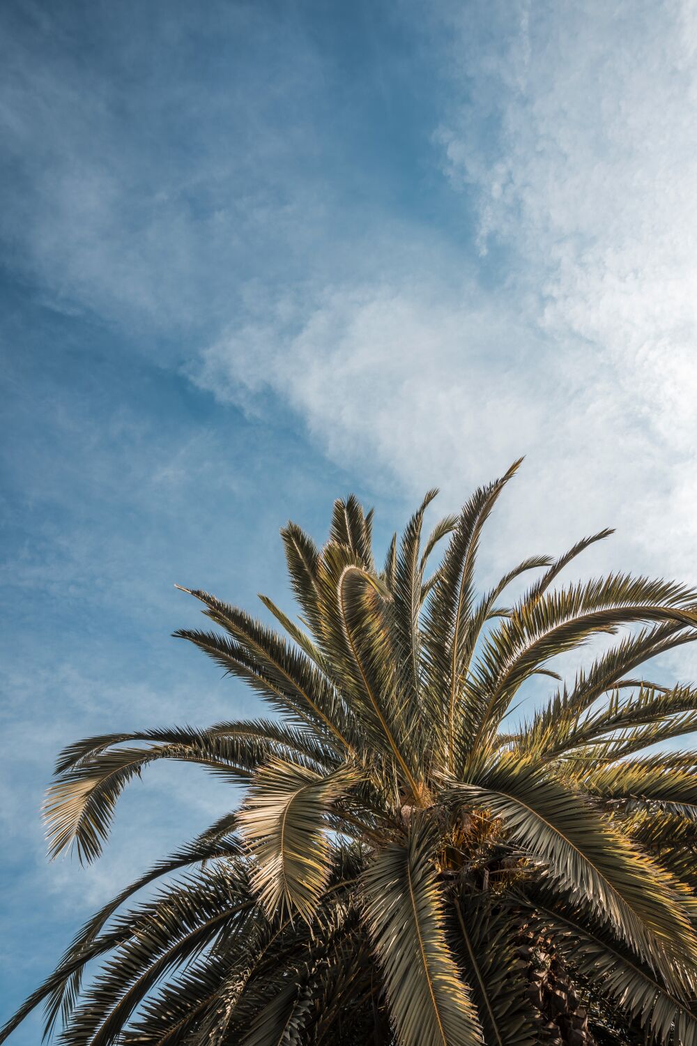 Unter dem Blauen Himmel Palme vor einem Weiten Himmel