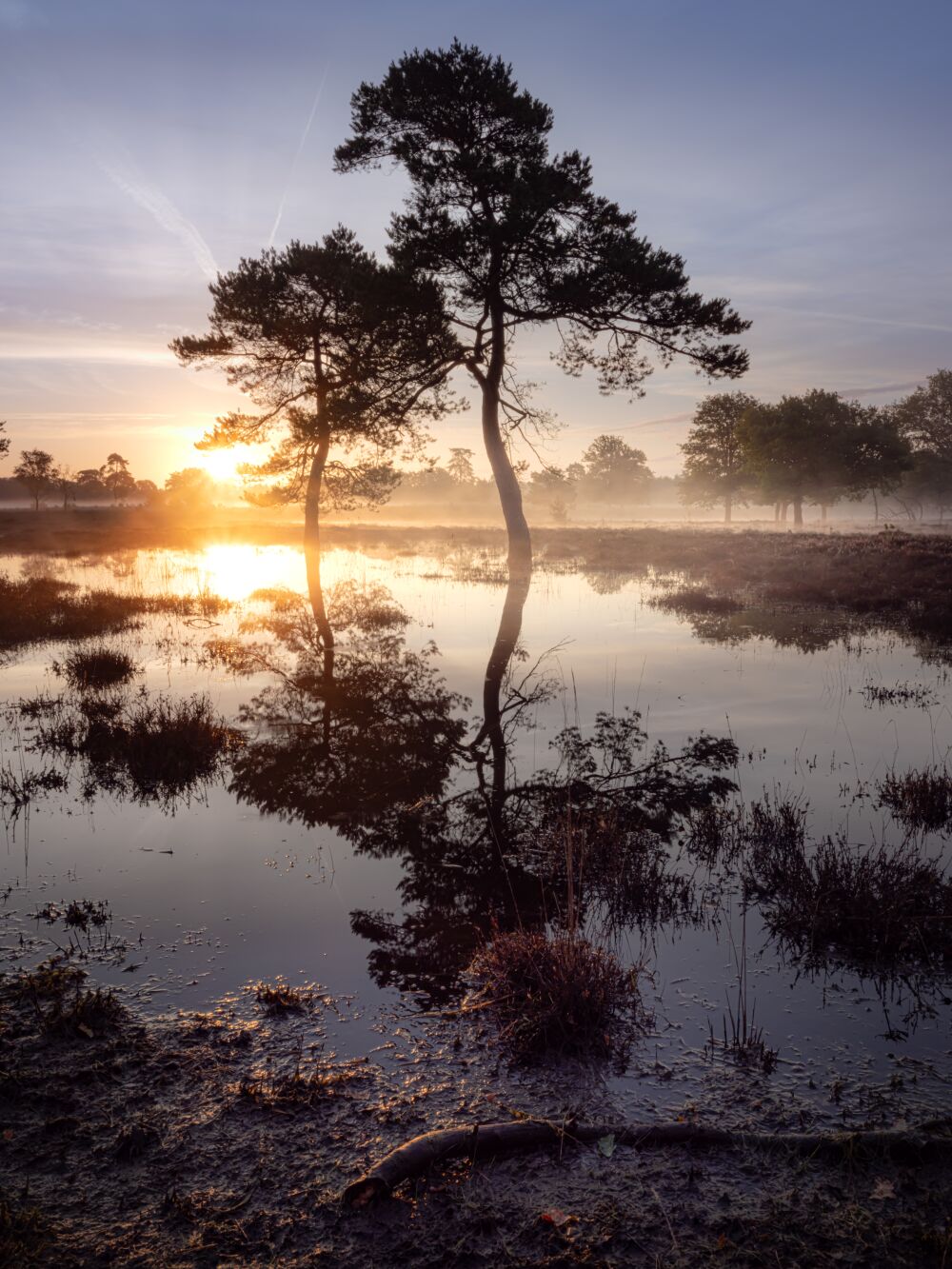 Reflectie in de mist