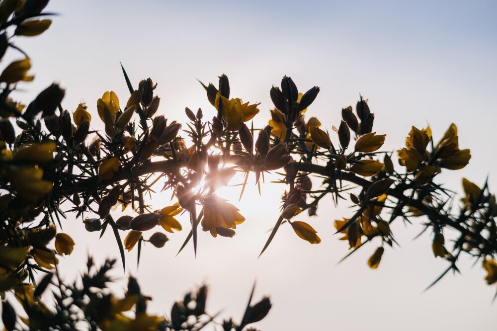 The Dutch - Gorse