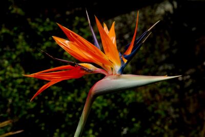 Deze tropische bloem lijkt op een vogel