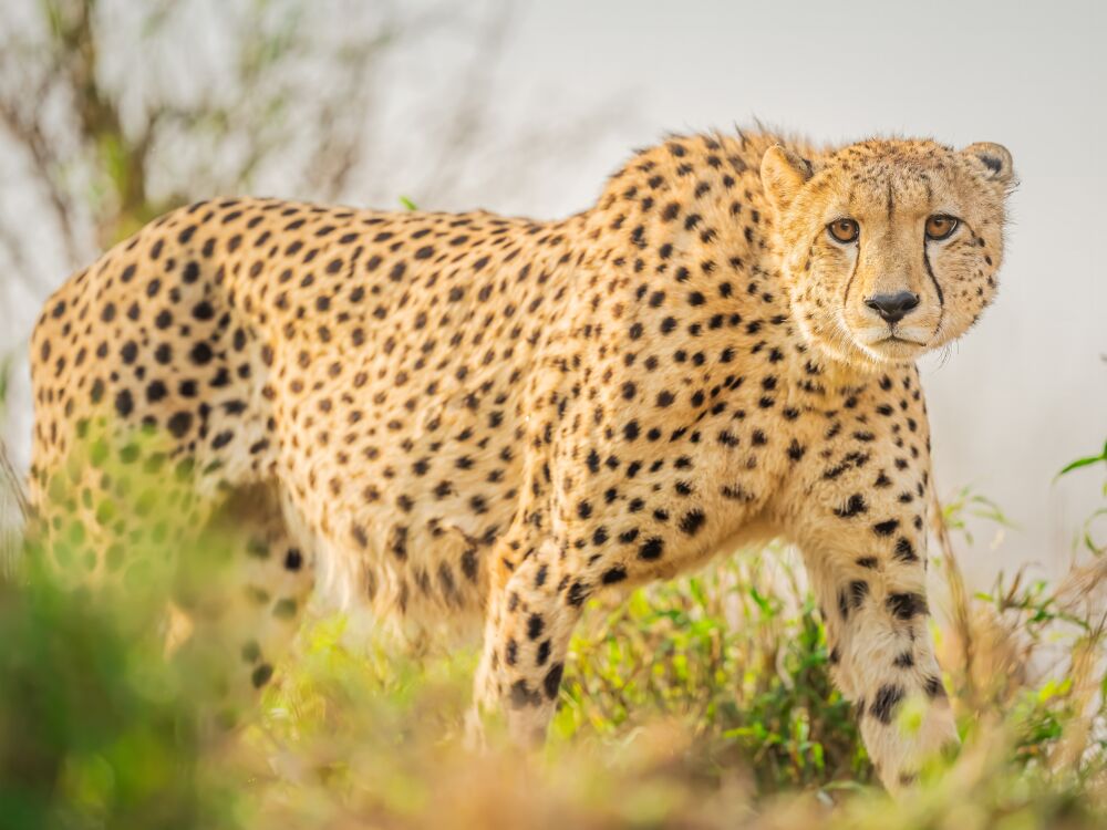 De Elegantie van de Cheeta: Exclusieve Wildlife Fotografie