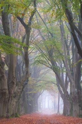 Herfst op de Sallandse Heuvelrug