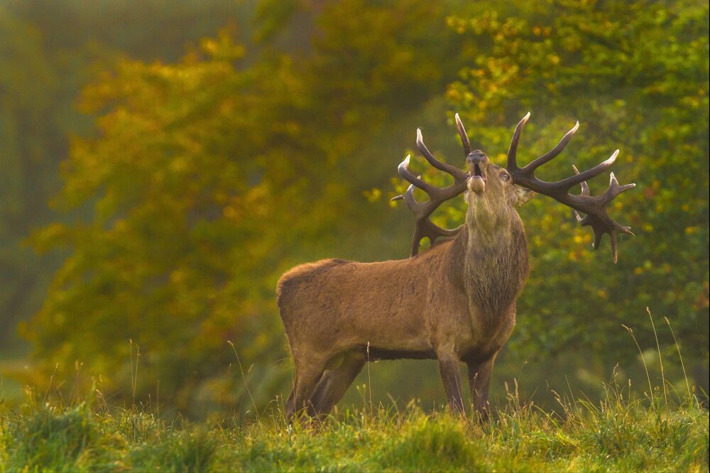 Burlend edelhert in de herfst