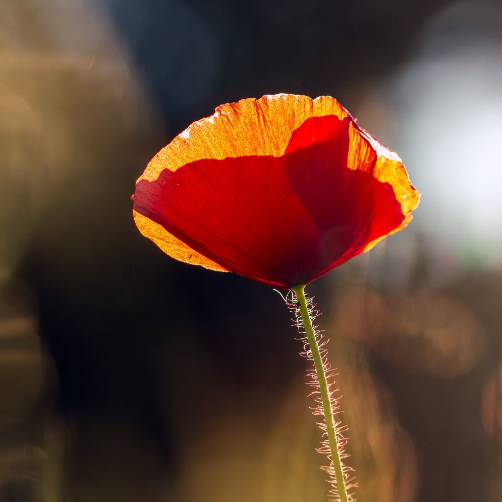 Klaproosbloem bij zonsondergang