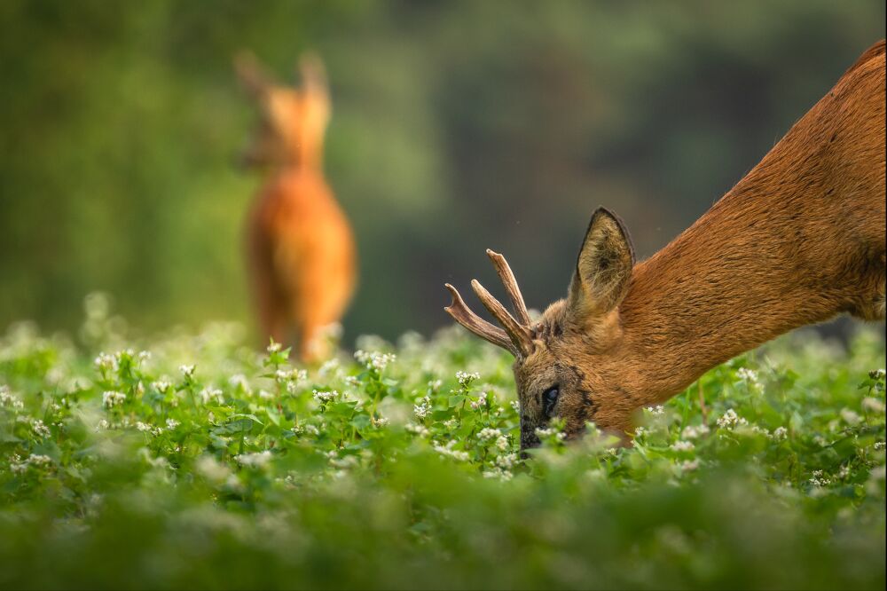 Reeën genieten van het boekweitveldje