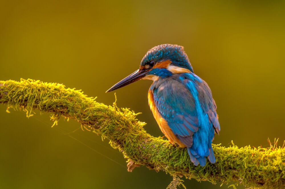 IJsvogel in tegenlicht in de ochtend