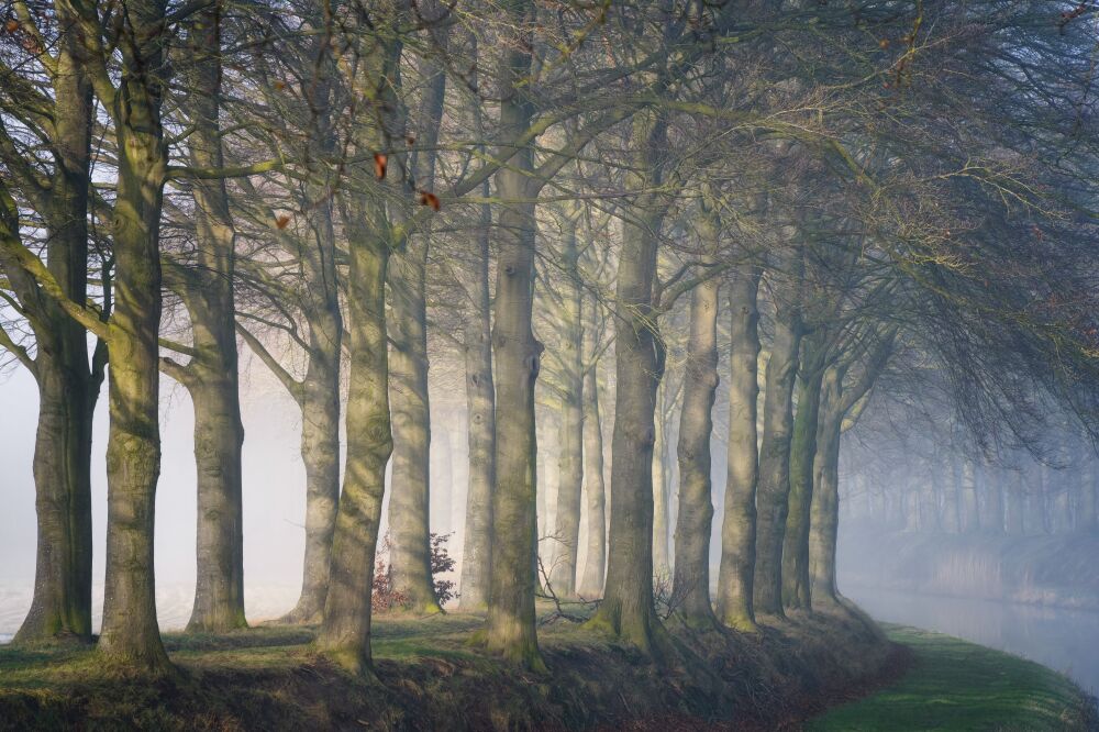 De Nederlandse bossen - Gelderland