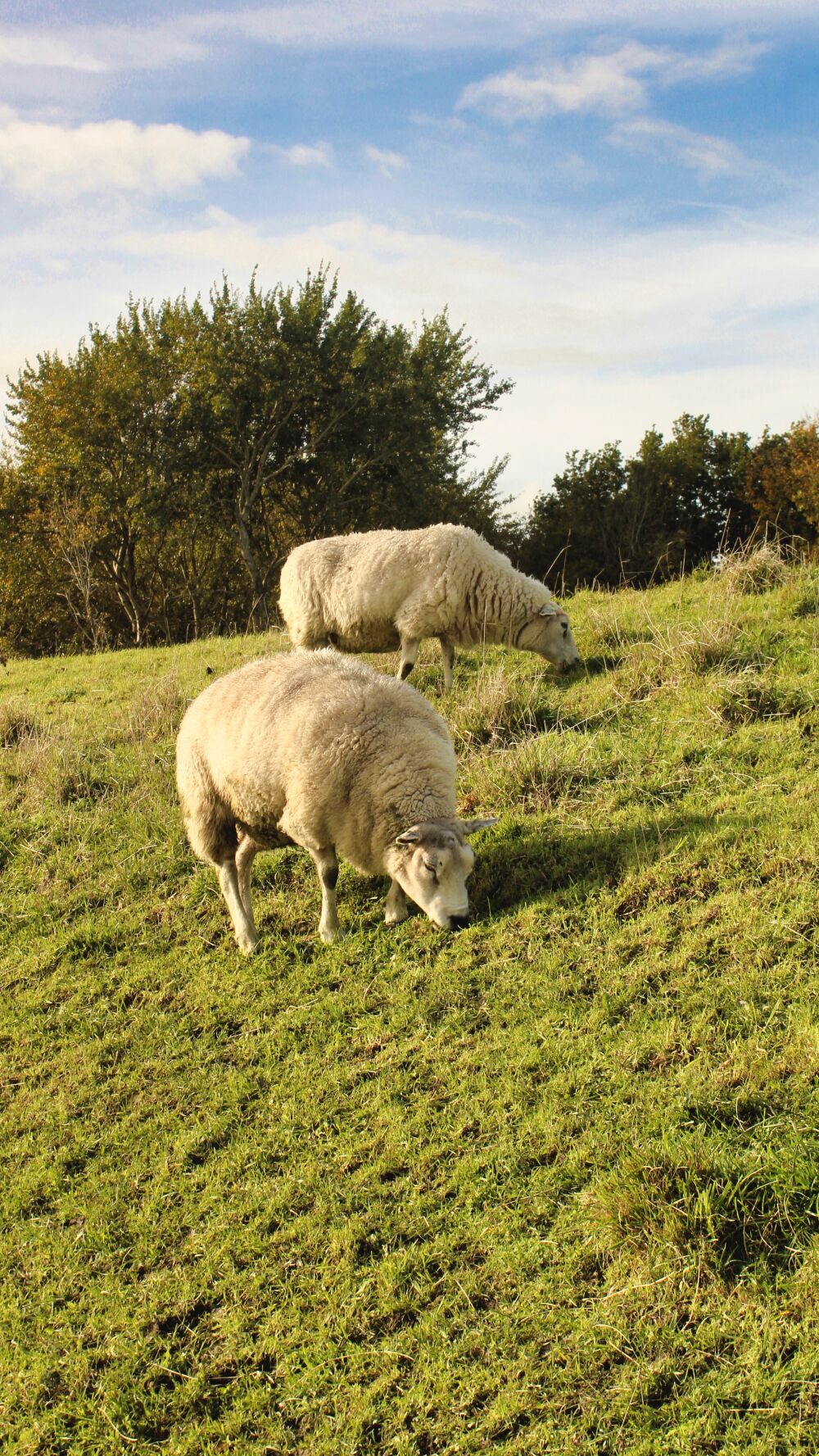 Sheep on the dike