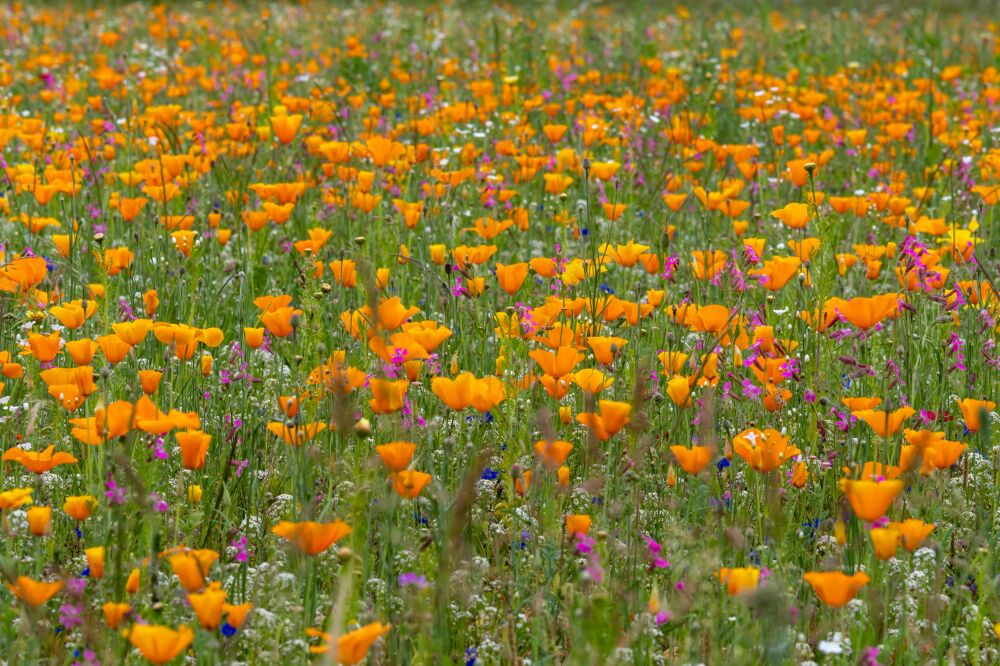 Bloemenveld in de natuur met een oranje kleur van de Californische klaproos