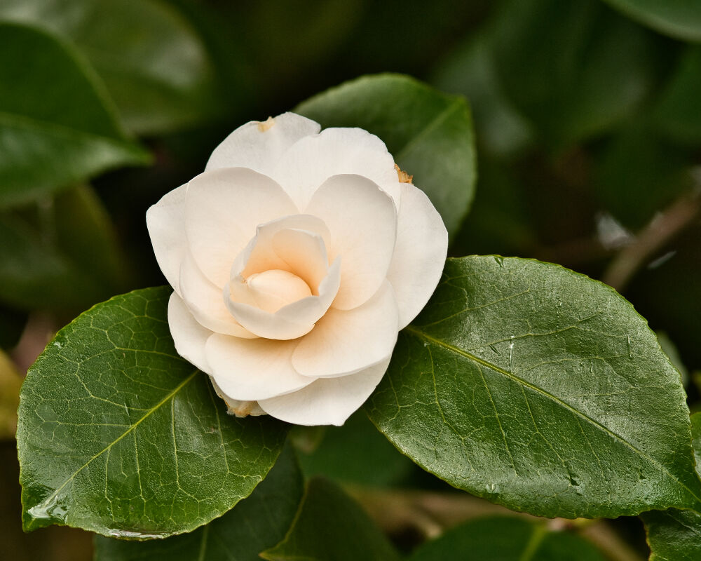 Camelia japonica tuinplant