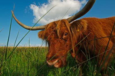 Schotse hooglander in het veld